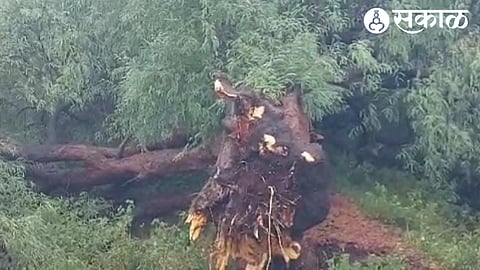 A tamarind tree near the Satwai temple in Dubere was uprooted due to pre-monsoon and strong winds.