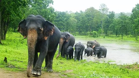 elephant in vidarbh