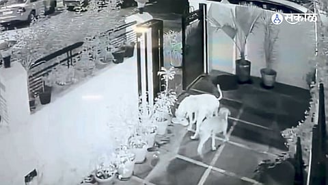 Thief