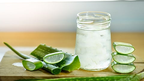 aloe vera