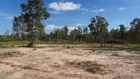 forest land