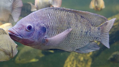 Tilapia Mozambica