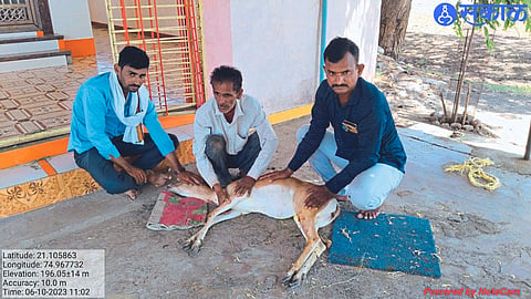 Sabgavan : Veterinary officer and villagers giving first aid to deer.