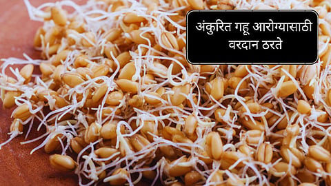 Sprouted Wheat