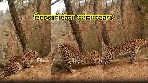 Leopard Yoga Video