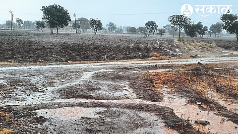 Cultivation has accelerated in Rajapur due to rain on Wednesday evening.
