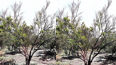 Orange Farming