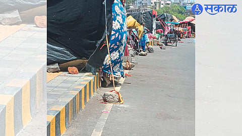 Encroachment of slums on Godavari floodplain.