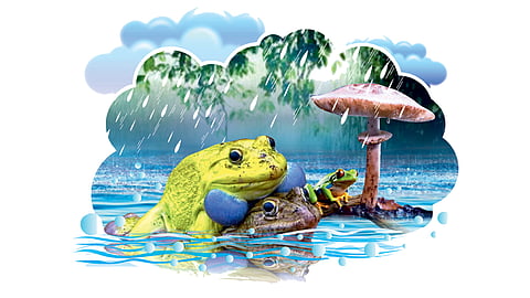 Frog