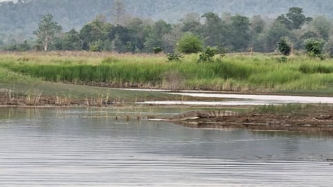 Crocodile, turtle survey