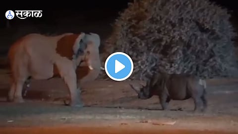 Video Viral
