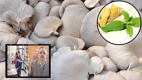 Mushroom Research