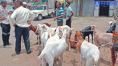 goat market