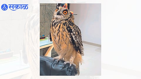 Treated owl birds.