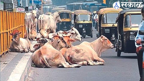 Animals sitting on the main road are creating such a hindrance to traffic