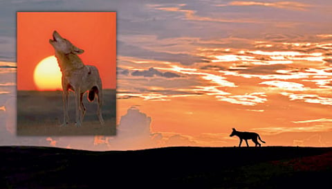 Photos of wolf Russia exhibition International award to ahmednagar photographer omkar bedre