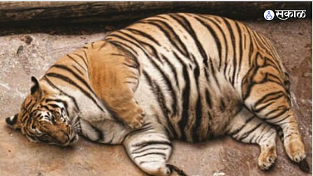samridha the tigress at siddharth zoo in chhatrapati-sambhaji nagar is pregnant for the third time