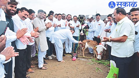 Former MLA Rajabhau Waje while starting the auction of milch animals in the sub market of Sinnar Bazaar Committee.