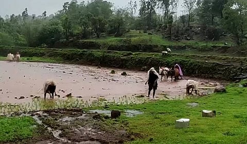 Nanded Rain Update