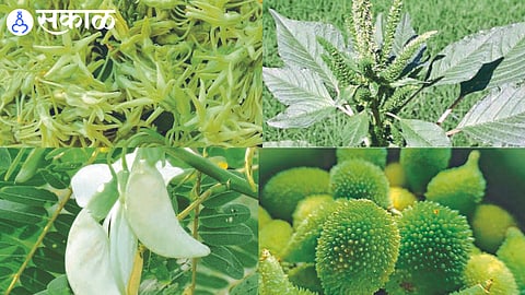 Hadgya flowers, bhui awli, dodi flowers, katurle wild vegetable enter in market