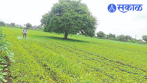 As laborers are not available, farmers are using herbicides, laborers spraying herbicides in Narayan Jere's field.