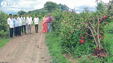 Pomegranates gnawed by wild boars in the garden of Digambar Deore at Deur Khurd (Dhule).
