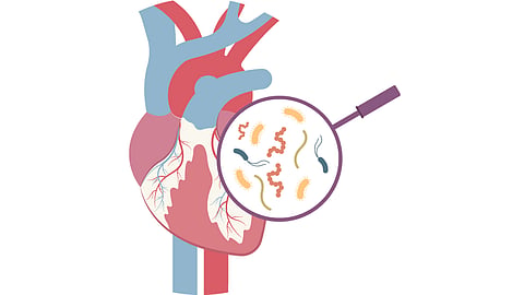 Heart
