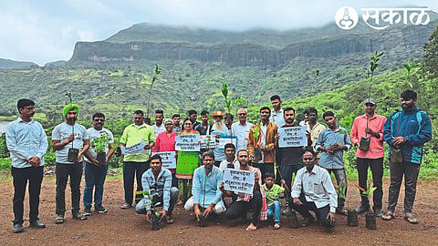 Tree Plantation