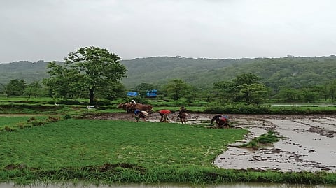Raigad Rain Update