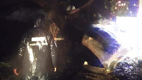 Tree Collapse