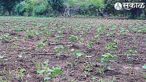A field-grown dryland cotton crop.