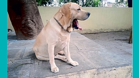 Raksha Dog