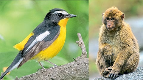 Bird and Monkey