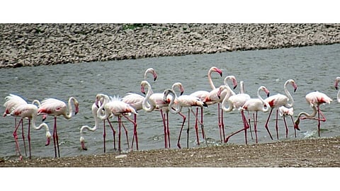 Flamingo bird