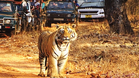 matkasur tiger forest tadoba andhari tiger reserve animal care sanjay karkare