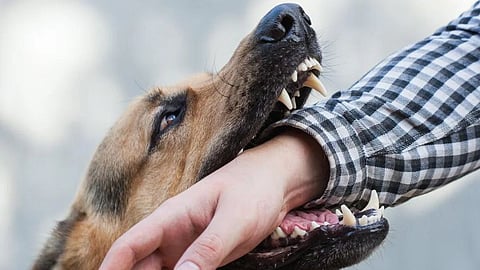 Stray Dog Attack