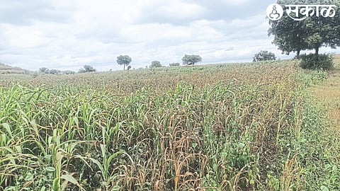 Poor condition of crops in Shidwadi (Chalisgaon) area