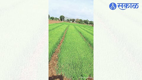 Green Field