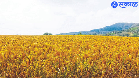 vari crop