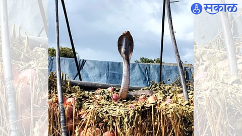 Snake Caught