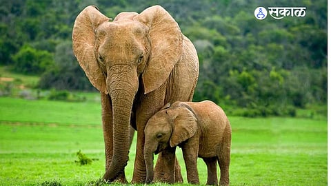 elephant