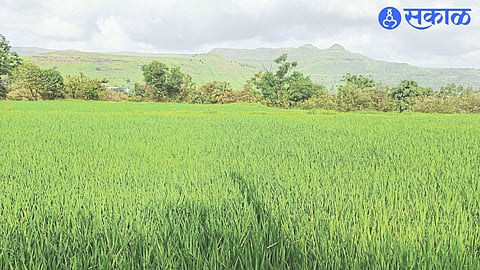 In the high rainfall areas of the taluka, rice was planted at the beginning, so the crop stood tall.