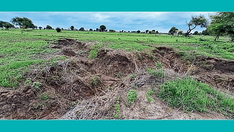 agriculture