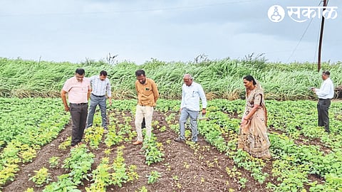 Agriculture officer inspecting Asha Loknar's yellowed soybean crop.