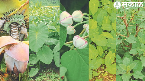 Alupane, Rankeli, Sonru, Terabhaji, Chitrak