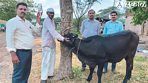 Veterinary Officer during vaccination for lumpy disease