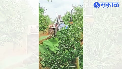 Tanaji Daund spinning the rotor in the papaya garden