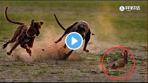 Rabbit-Dog Video