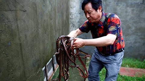 Snakes Farming
