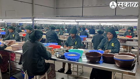 Cashew Processing Plant
